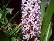 Eucomis punctata Pink